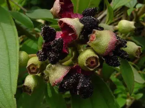 罗定这20种美味野果你有没有吃过5种