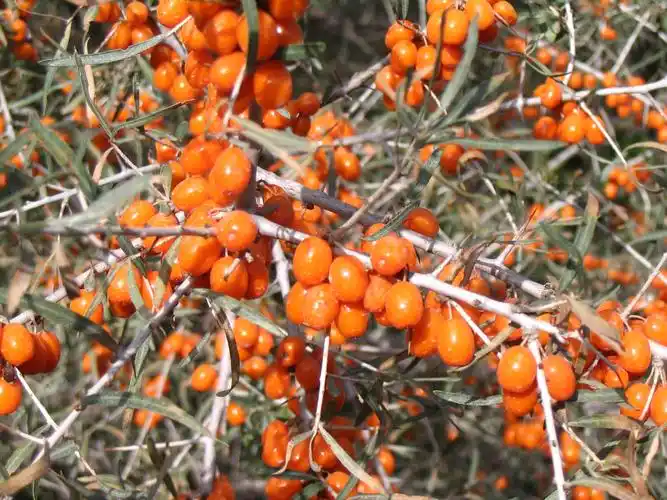 乌什县旅游景点(新疆乌什县旅游景点) - 武陵观察网