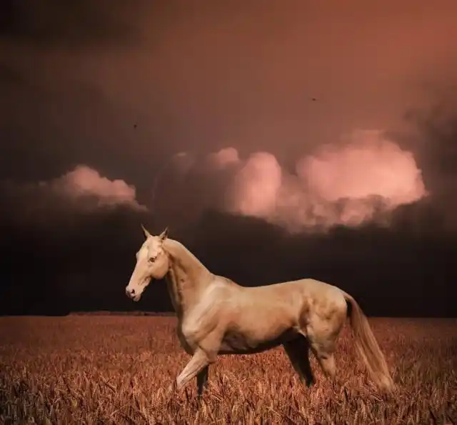 图为:马瓦里马,以前也是攻城略地必不可少的一匹战马.