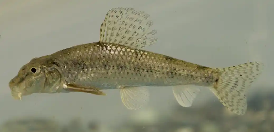 棒花鱼真的像花么看了你就懂