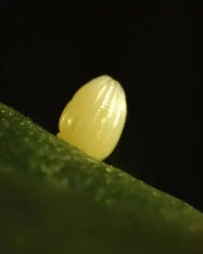 蝴蝶的一生 之 小巧玲珑的卵