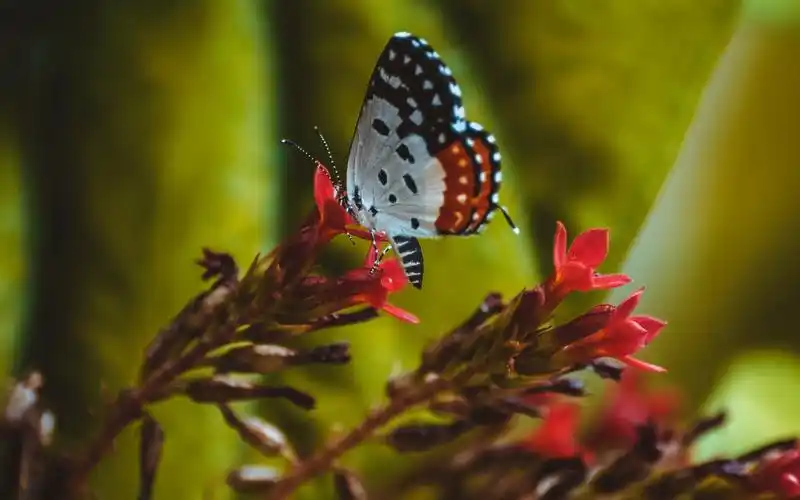 唯美小清新蝴蝶美丽景色图片桌面壁纸-风景壁纸-手机壁纸下载-美桌网