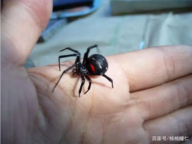 海关查获多只活体剧毒黑寡妇蜘蛛,毒性有多强?被咬了该怎么办?