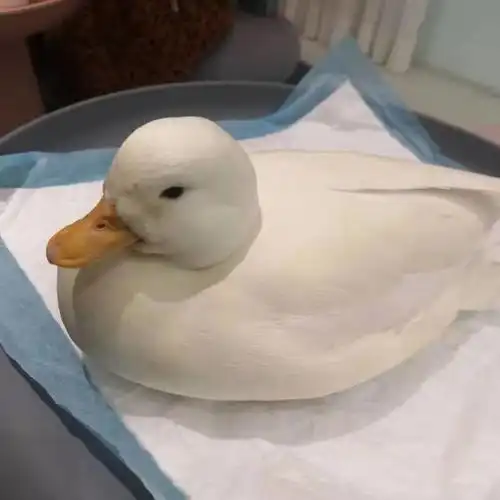 惹人爱怜的柯尔鸭惹人爱怜的柯尔鸭 嗯,我就是这