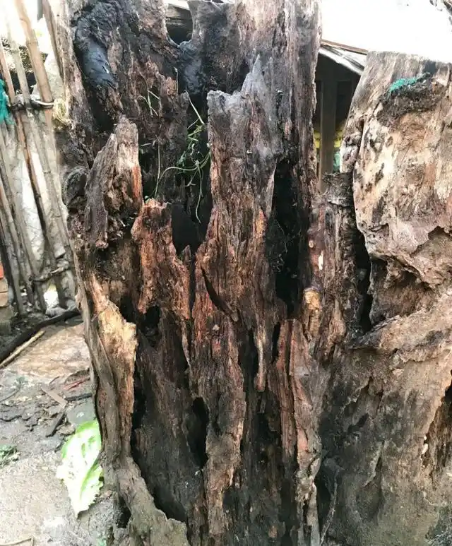 山上找来一个枯树桩,种上石斛以后,美翻了,朋友们都来拍照