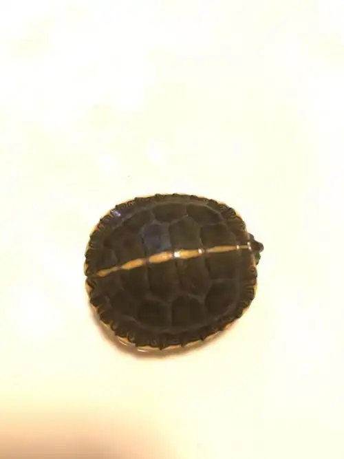 南部锦龟苗活体锦龟乌龟宠物西锦东锦观赏玩具活物南锦火焰冷深水 7-8