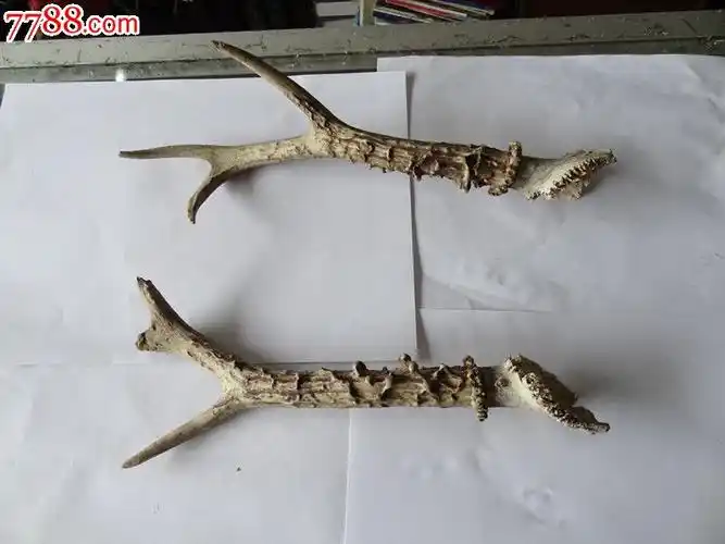 老鹿角-se29301241-其他角制品-零售-7788收藏__中国收藏热线