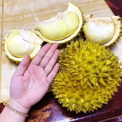 精选泰国榴莲进口a级金枕头巴掌榴莲1525斤单果鲜贝达新鲜水果