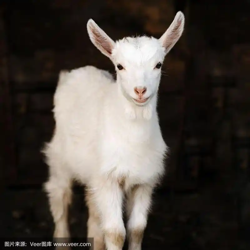白色的小山羊