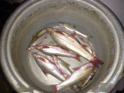 现在的金沙江的水米子鱼,真正变成奢侈品了!返回搜狐,查看更多