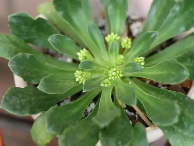 优秀的露薇花啊30依然在结花苞啊