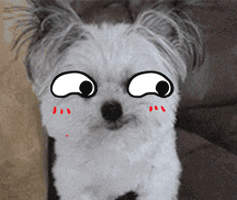 soogifsoogif出品卖萌狗狗gif动图_动态图_表情包下载_soogif