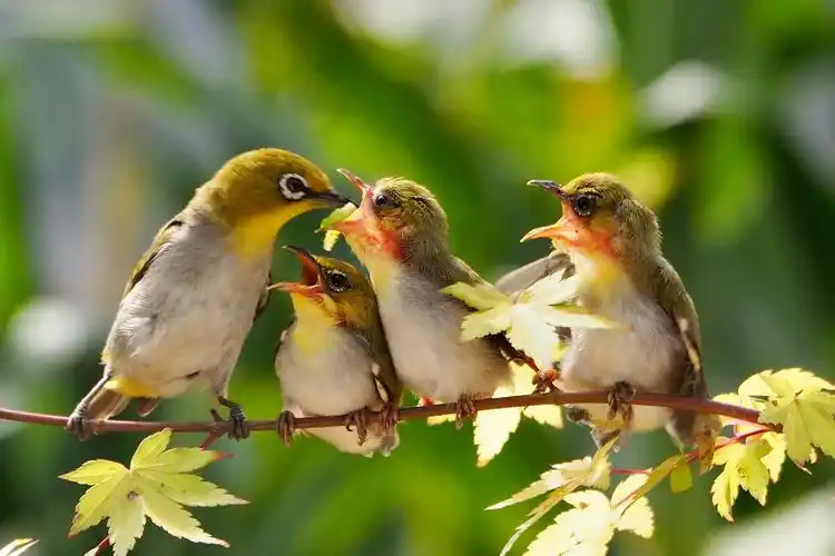 鸟妈妈喂食小鸟母爱太伟大
