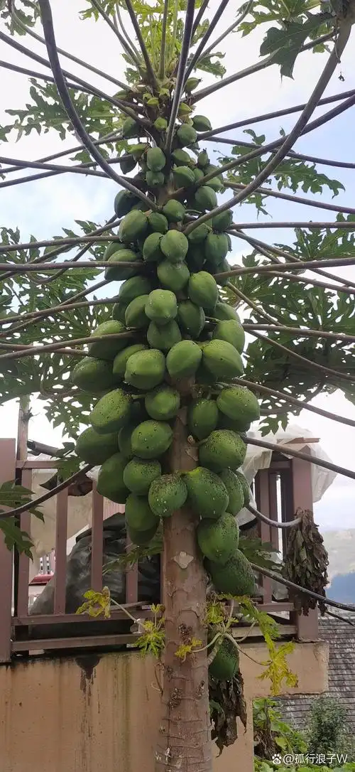 看这颗高大的木瓜树,上面结满了绿色的木瓜果,是不是很神奇?