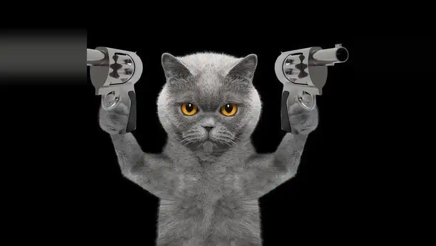 主人比了一个手枪的动作, 猫咪的表现让人笑了