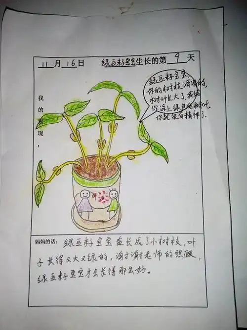 宝贝幼儿园观察树叶记录