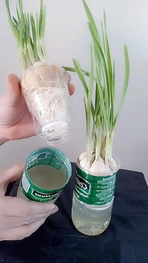 用矿泉水瓶加清水种大葱.