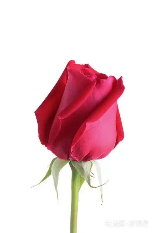 白色背景上孤立的红玫瑰花