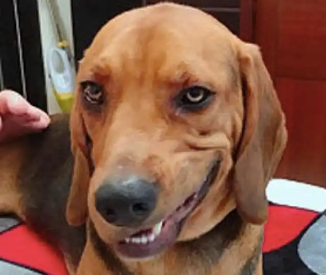 狗狗把玩具恐龙的头咬掉了还露出诡异的笑容我很厉害吧