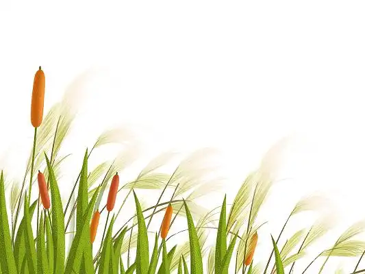 彩色手绘卡通芦苇芦苇荡草丛白露元素png素材