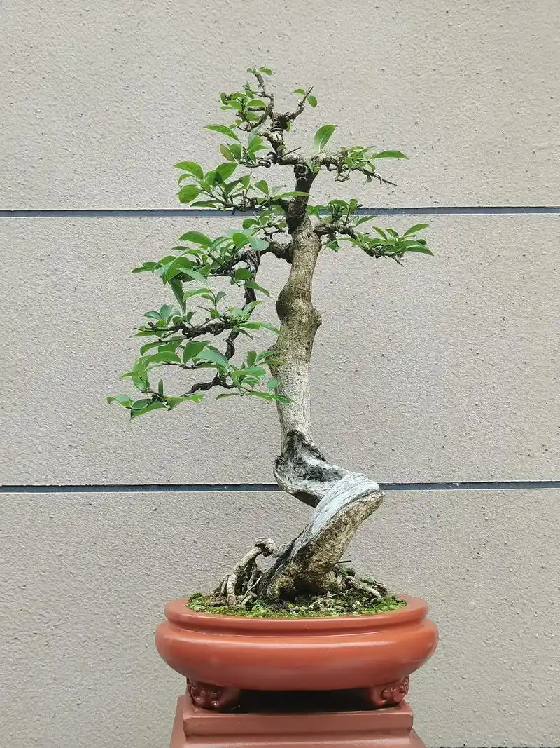 江南小院(菡园)——扶芳藤(又叫卫矛),山采老桩,盆栽十载有 - 抖音