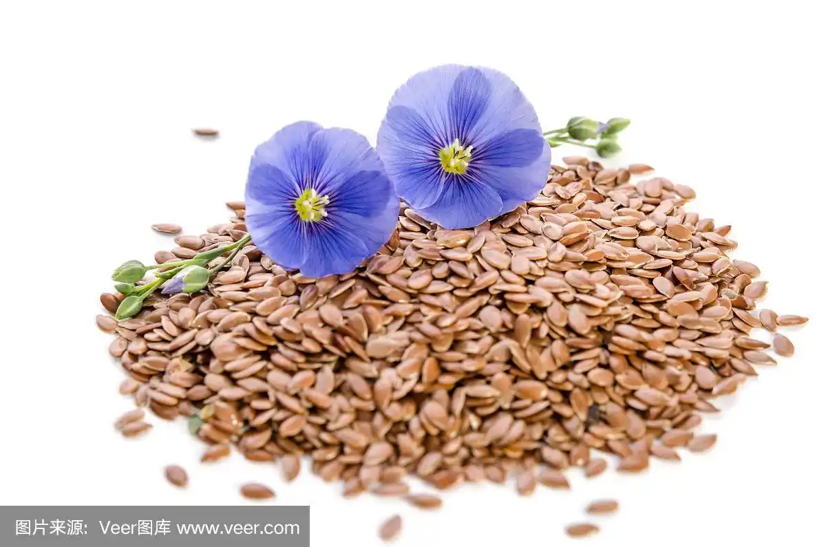 美丽的亚麻花,种子孤立在白色背景上