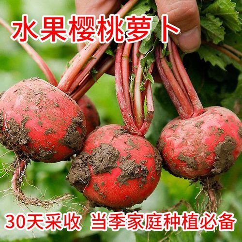 萨丁樱桃萝卜种子种籽 水果萝卜种子籽 阳台盆栽种菜四季水果蔬菜