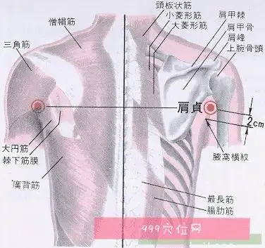 肩贞穴穴位的准确位置图肩真
