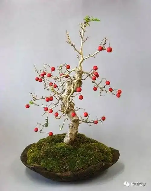 红果醉秋——山楂盆景制作与养护