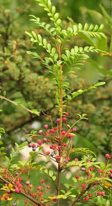 清香木图片(清香木图片大全欣赏)