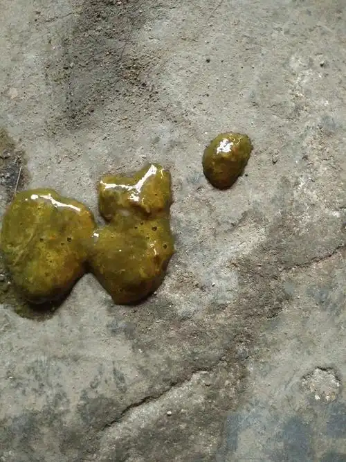 小金毛拉屎怎么是这样,要不要吃药?