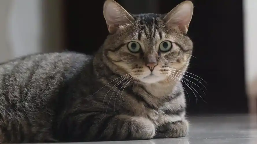 猫子不会眨眼吗-2023-2-27 15:04:26