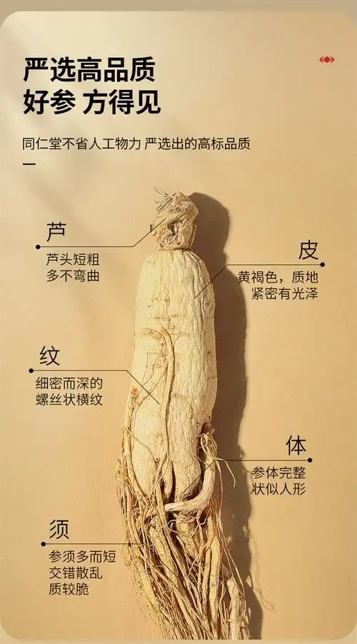 15根300g】北京同仁堂人参长白山甄选人参泡酒新鲜人参干参送礼