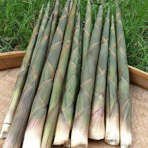 湖南野生小竹笋新鲜带壳现挖小春笋手剥笋野菜水笋10斤装