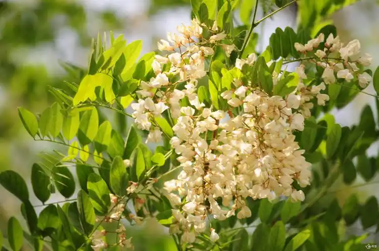 [原创]5月槐花香 - 自驾游 - 有壶::::发现真实的世界:::: - powered