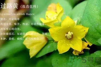 过路黄的功效作用 过路黄的营养价值
