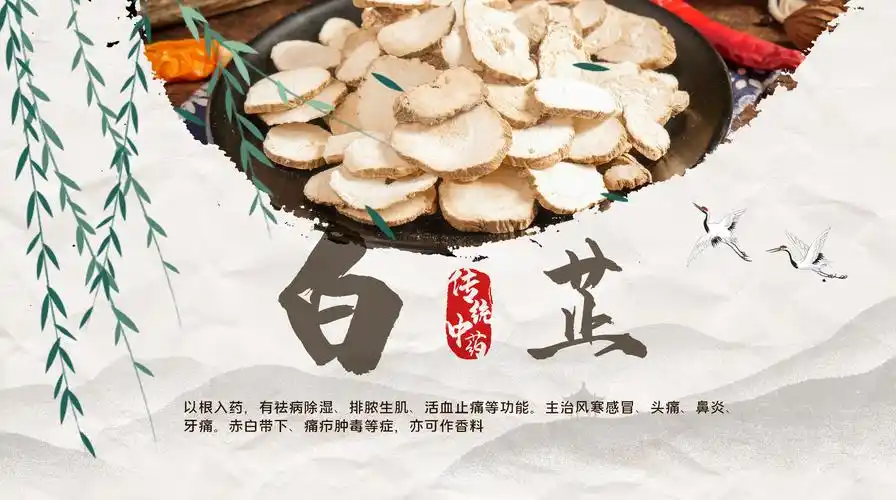 白芷功效多了解下