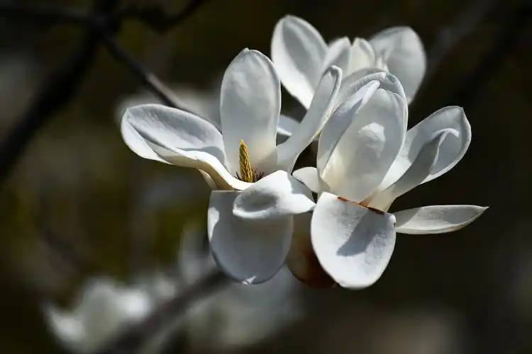 白玉兰静静绽放, 寄托哀思