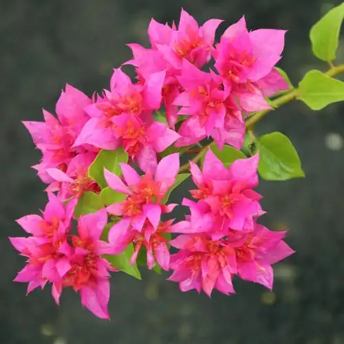 绿艺园艺重瓣三角梅勤花怡锦重瓣橙爬藤阳台庭院花卉盆栽重瓣系列