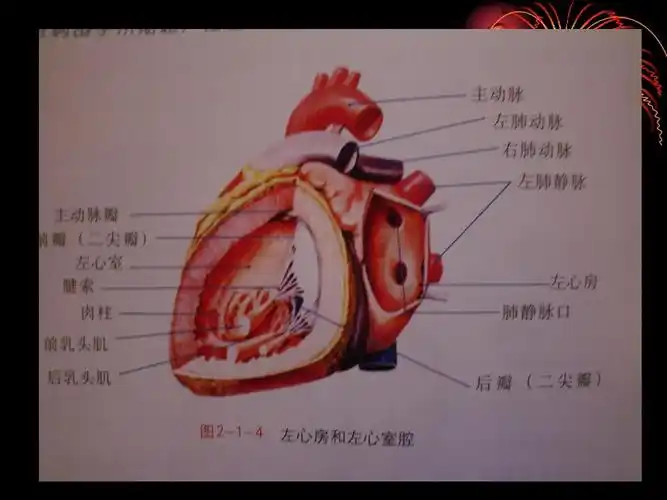 心脏超声心动图 甲状腺超声诊断 胆道超声 心脏超声切面 心脏超声诊断