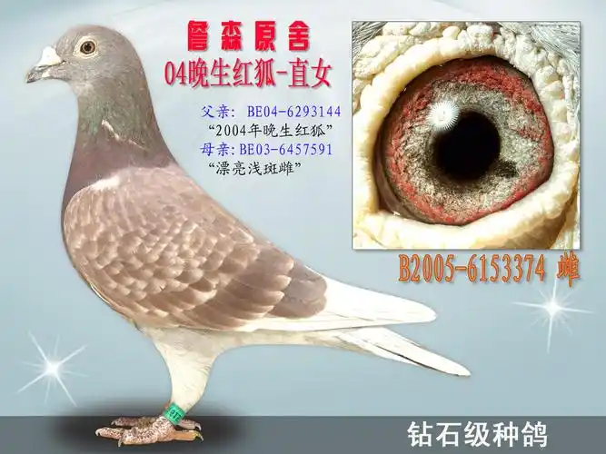 04晚生红狐直女