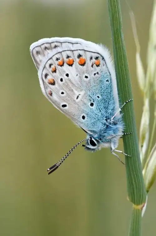 野生动物, 夏季, 微距, 五颜六色, 翅膀, 蝴蝶, 自然, 昆虫, 蓝色