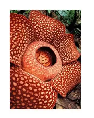 食人花是怎样的