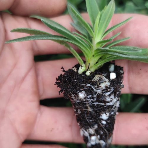 满天星小苗 开花快重瓣伊洛斯 星空白 娑尔 盆栽花卉绿植正品包邮