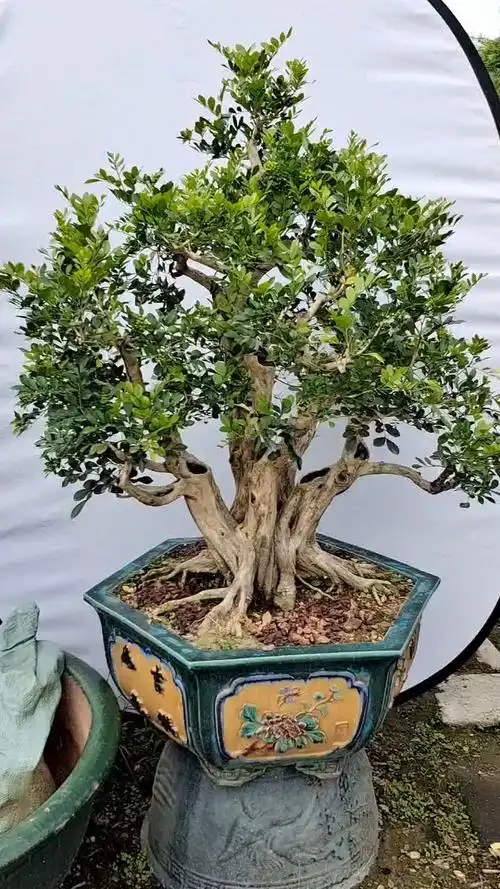 精品老桩九里香盆景作品分享