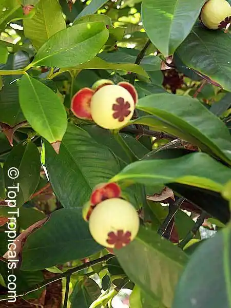 花似蜀葵,瓣红蕊黄,大多为春花秋实山竹虽然种植成本不高,但需种植多