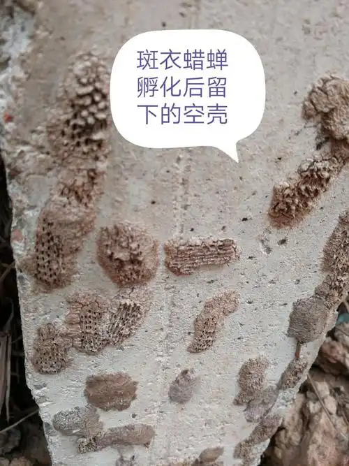 初孵化出来的斑衣蜡蝉若虫         开始为白色,多群集在卵壳上,移动