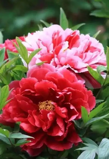 河南洛阳牡丹花,最美丽的120张牡丹花图片,令人大饱眼福.