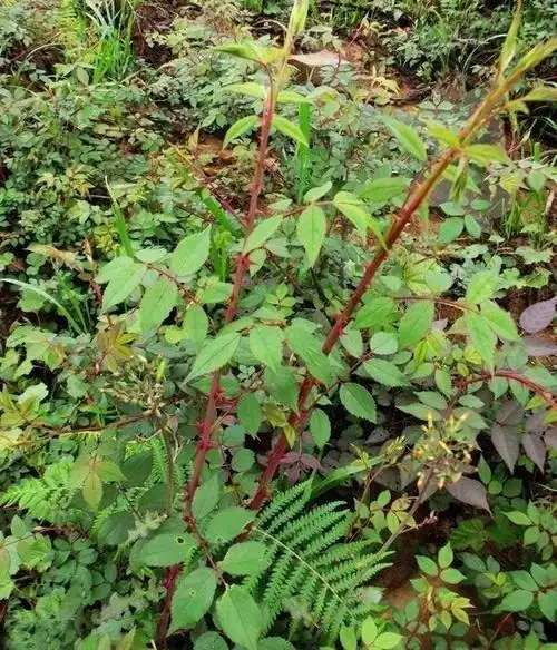 一种浑身是刺的野草,农村娃都吃过!不仅好吃还能清热解毒