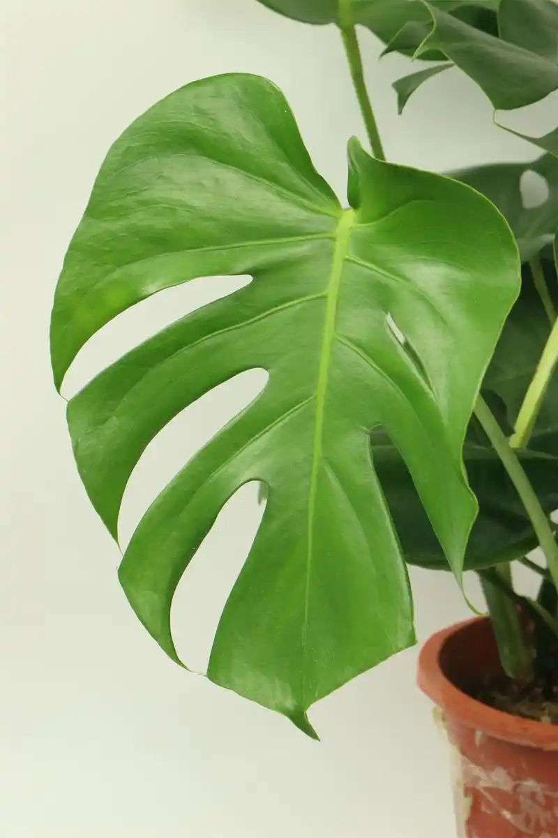 龟背竹冬天可以换盆吗